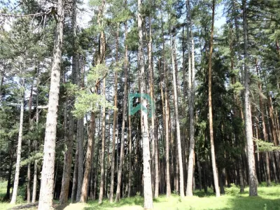 Teren Poiana Angelescu, Sacele, Brasov - foto 17