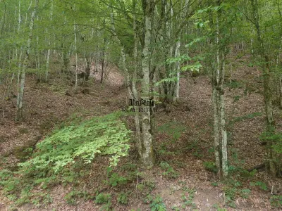 Teren in Bulzestii de Sus 3748mp - foto 2