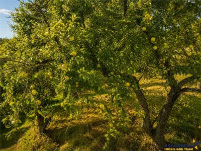FILM! Confortabila ariere, 4.500 mp, arbori roditori, Sancraiu,Covasna - foto 3