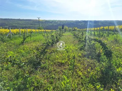 Loturi de teren Valea Lupupui - foto 4