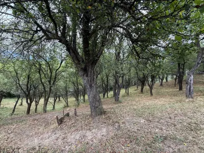 Teren 2,9 hectare cu casa, livezi si anexe de vanzare in Paltin, Vrancea - foto 10