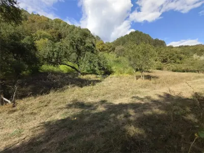 Teren la padure de vanzare Talmaciu Podu Olt - foto 4