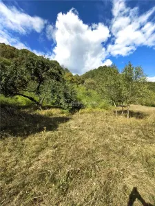 Teren la padure de vanzare Talmaciu Podu Olt - foto 5