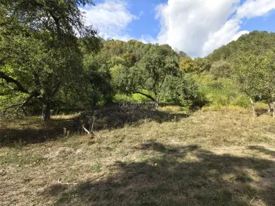 Teren la padure de vanzare Talmaciu Podu Olt - foto 7
